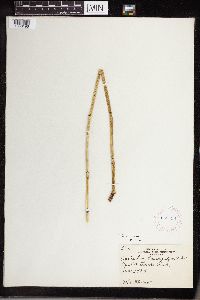 Equisetum laevigatum image