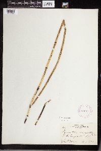 Equisetum laevigatum image