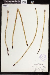 Equisetum laevigatum image