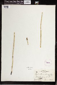 Equisetum laevigatum image