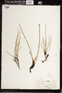 Equisetum laevigatum image