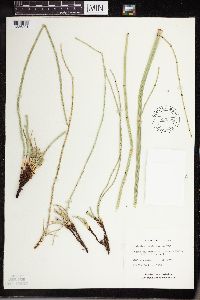 Equisetum laevigatum image