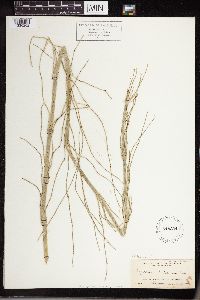 Equisetum laevigatum image