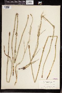 Equisetum laevigatum image
