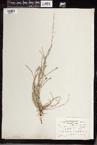 Equisetum laevigatum image