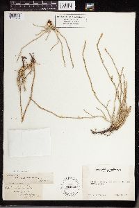 Equisetum laevigatum image