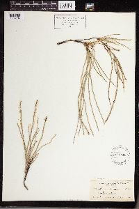 Equisetum laevigatum image
