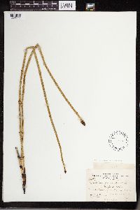 Equisetum laevigatum image