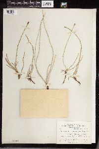 Equisetum laevigatum image