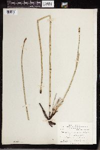 Equisetum laevigatum image