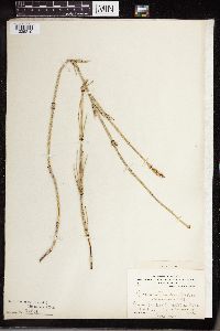 Equisetum laevigatum image