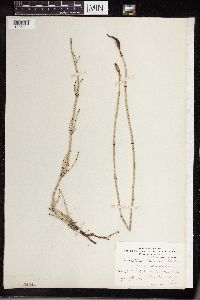 Equisetum laevigatum image