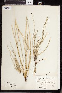 Equisetum laevigatum image