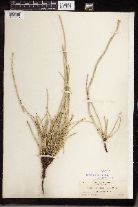 Equisetum laevigatum image