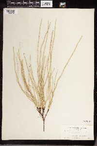 Equisetum laevigatum image