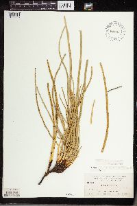Equisetum laevigatum image