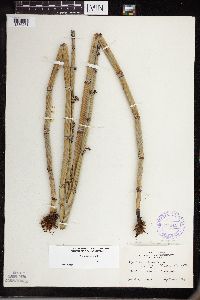 thumbnail image of current specimen