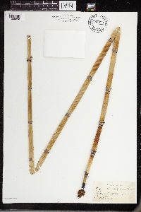Equisetum hyemale subsp. affine image