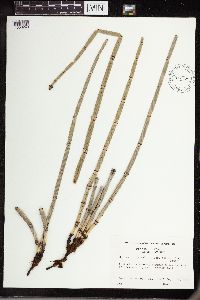 Equisetum hyemale subsp. affine image