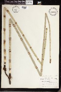 Equisetum hyemale subsp. affine image