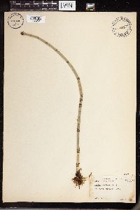Equisetum hyemale subsp. affine image