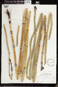 Equisetum hyemale subsp. affine image