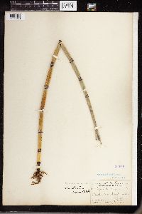 Equisetum hyemale subsp. affine image