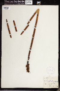 Thumbnail image of current specimen