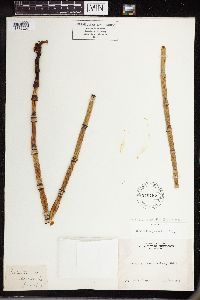 thumbnail image of current specimen