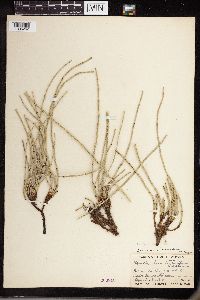 Equisetum laevigatum image