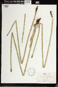 Equisetum laevigatum image