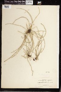 Equisetum laevigatum image