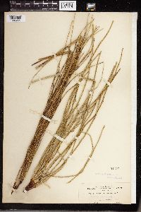 Equisetum laevigatum image