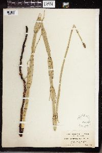 Equisetum laevigatum image