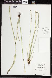 Equisetum laevigatum image