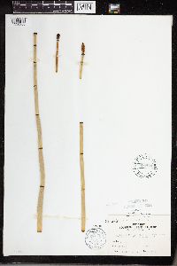 Equisetum laevigatum image