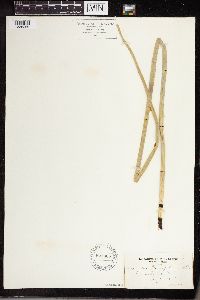 Equisetum laevigatum image