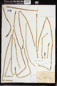 Equisetum laevigatum image