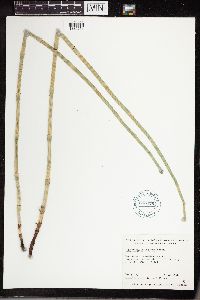 Equisetum laevigatum image
