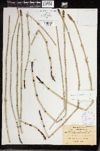 Equisetum laevigatum image
