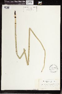 Equisetum laevigatum image
