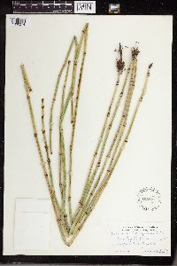 Equisetum laevigatum image