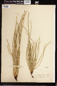 Equisetum laevigatum image