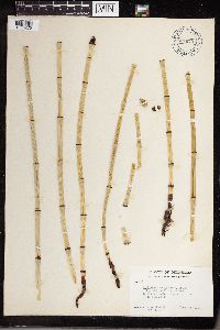 Equisetum laevigatum image