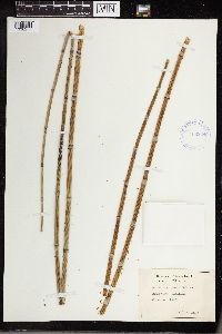 Equisetum laevigatum image