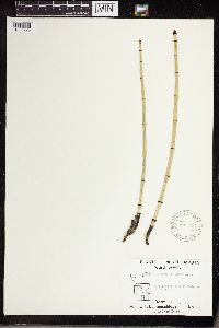 Equisetum laevigatum image