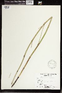 Equisetum laevigatum image