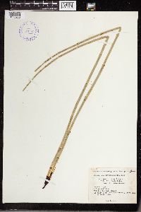 Equisetum laevigatum image
