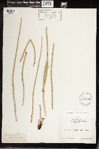 Equisetum laevigatum image