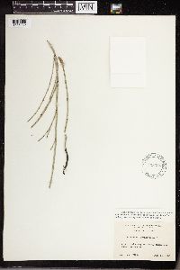 Equisetum laevigatum image